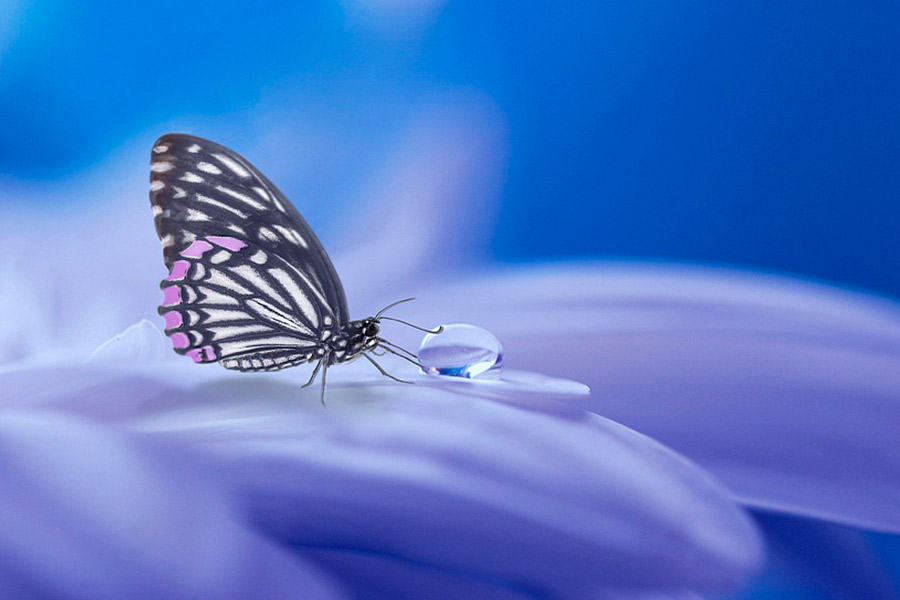 reiki angelical eleven chi